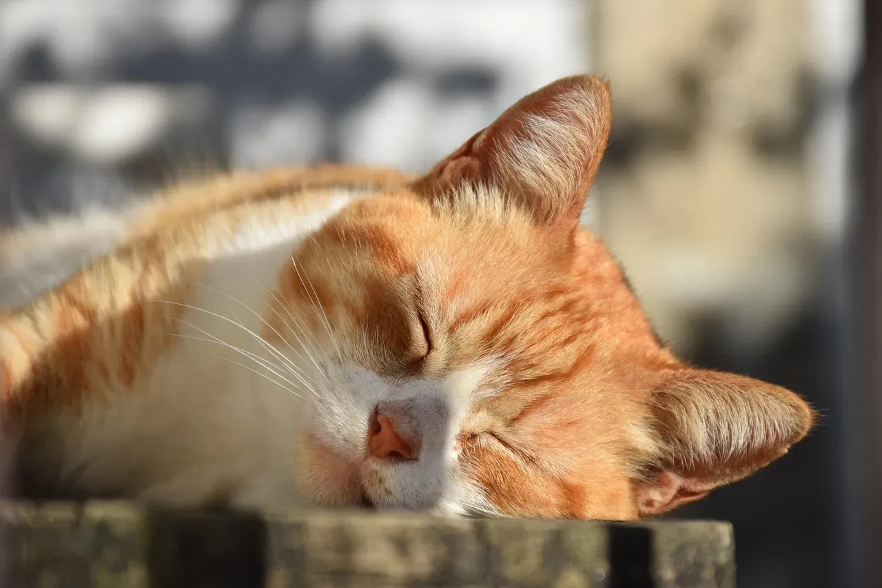 9. Sunbeams and Warm Spots: The Solar-Powered Cat (Image Credits: Pixabay)