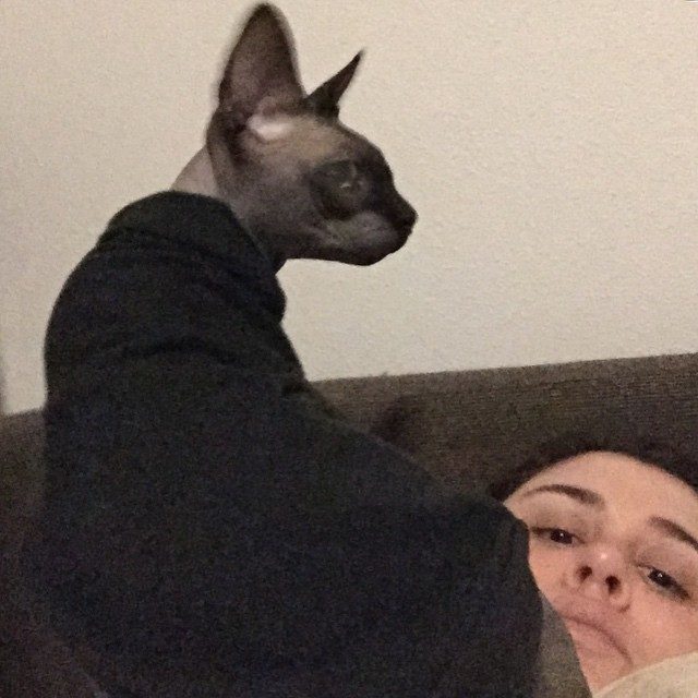 Sphynx: The Warmth Seeker (Image Credits: Flickr)