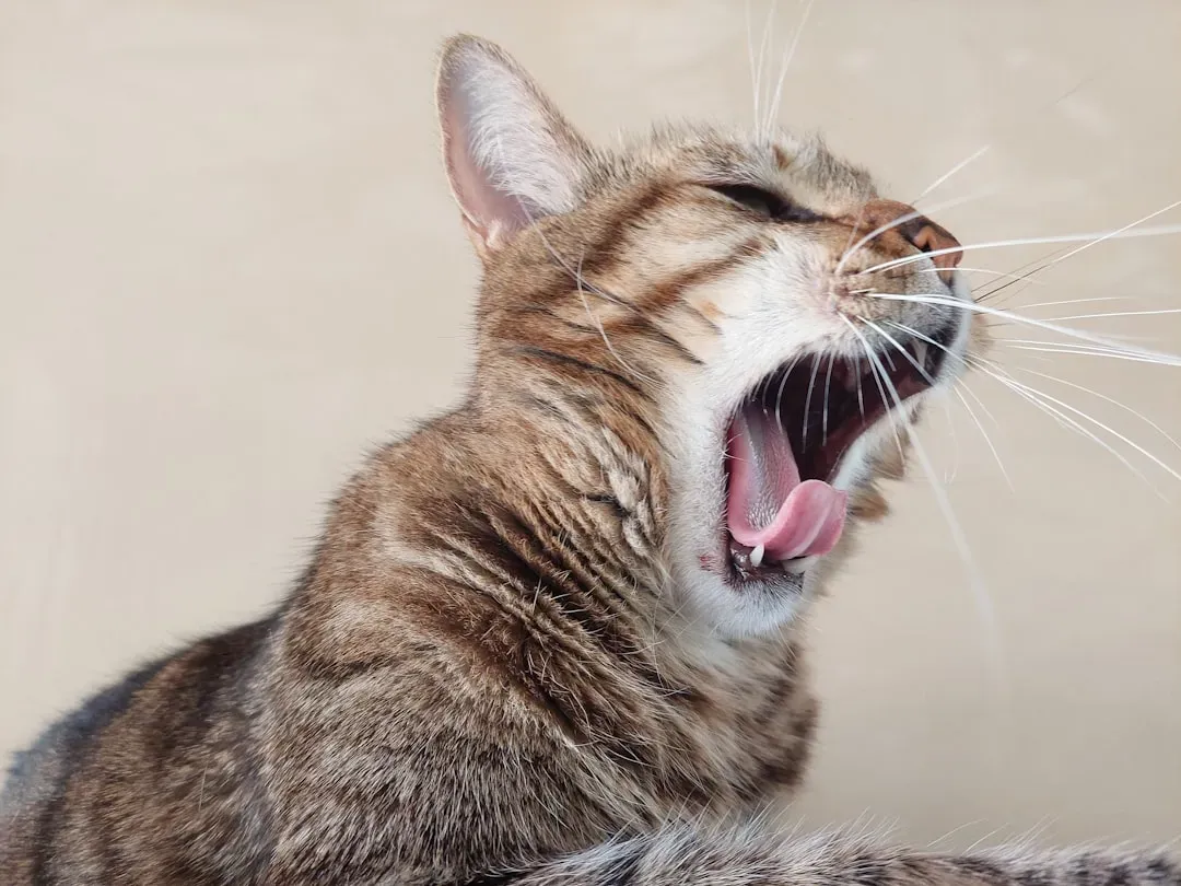 When Louder Meowing Is a Health Signal, Not Just Attitude (Image Credits: Unsplash)