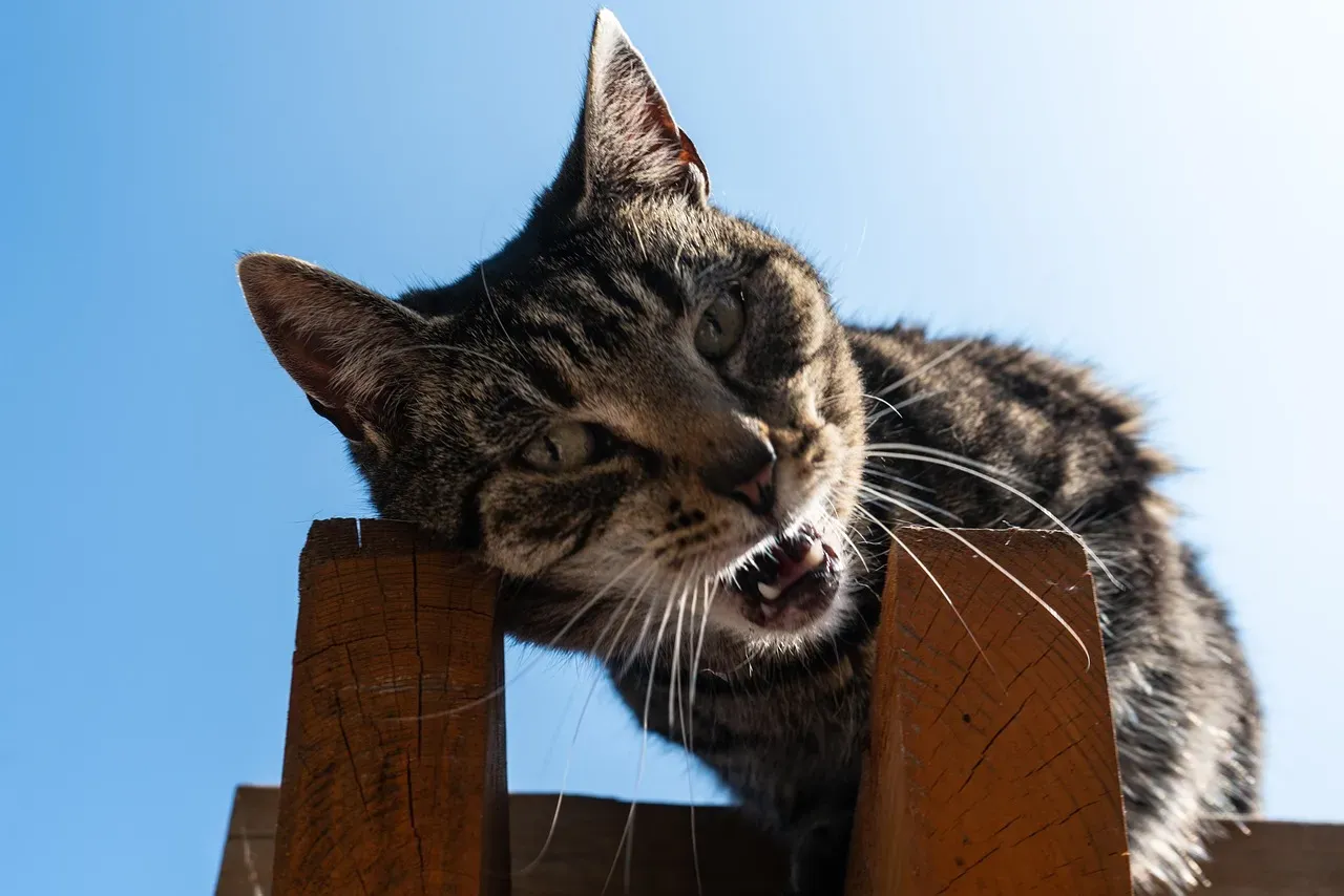 Cats Only Meow to Talk to You, Not Each Other (Image Credits: Pixabay)