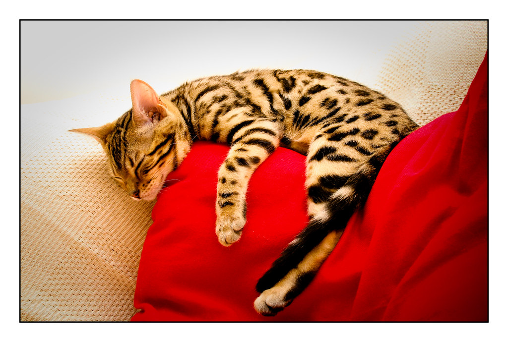 They Form Incredibly Deep Bonds (Image Credits: Flickr)