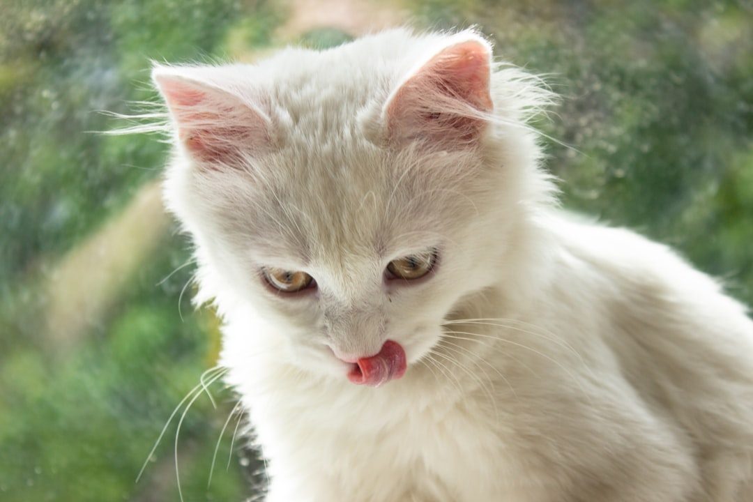 Purring Always Means a Happy Cat (Image Credits: Unsplash)