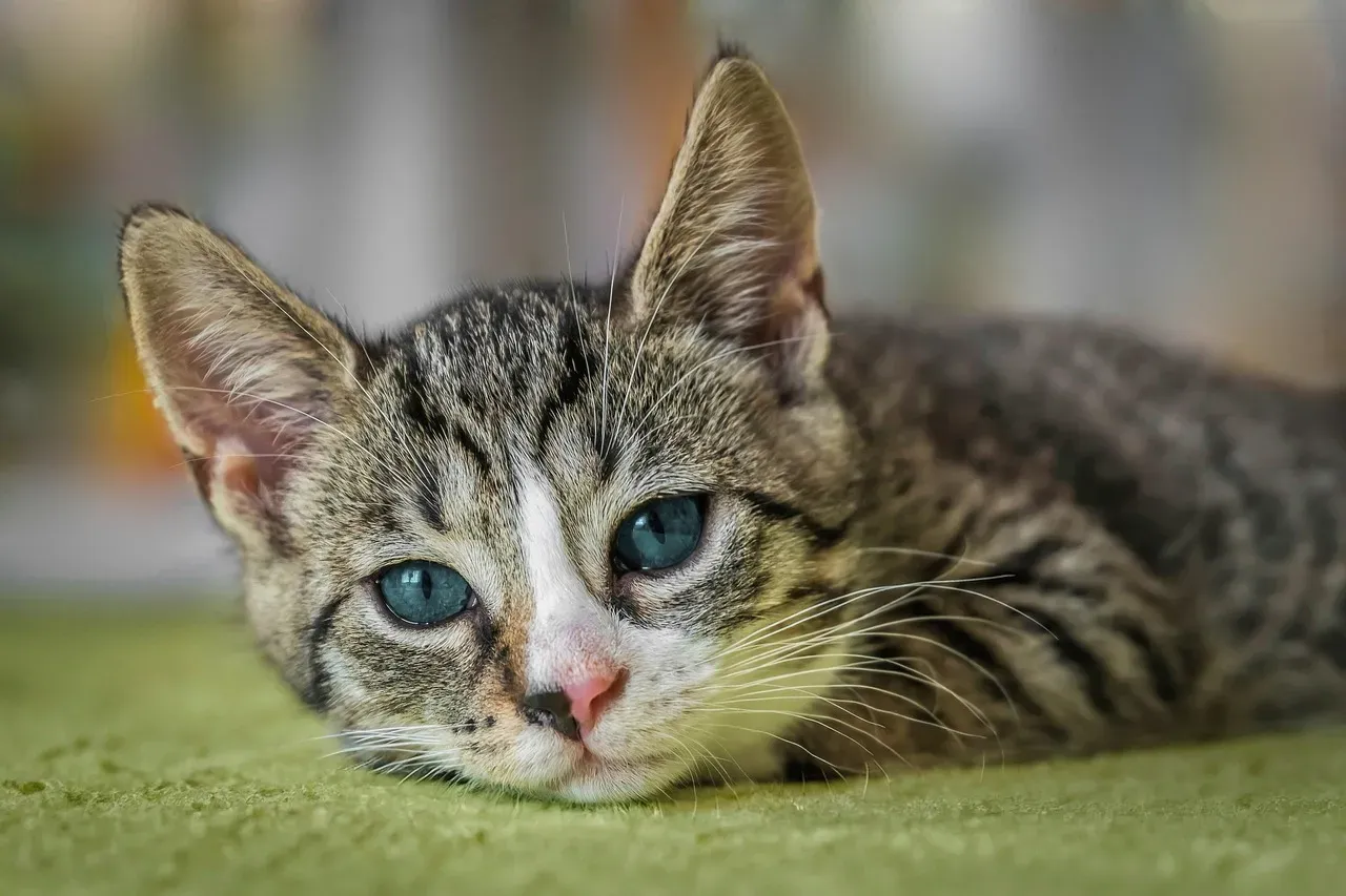 Domestic Shorthair – The No-Nonsense Match For Your Practical Nature (Image Credits: Pixabay)