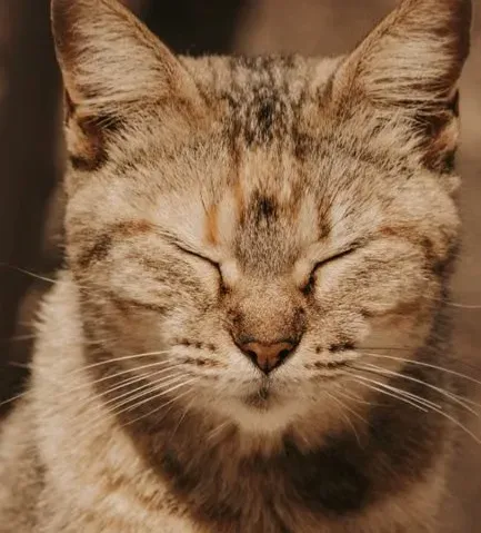 Conclusion: A Tiny Gesture With a Big Emotional Weight (Image Credits: Pexels)