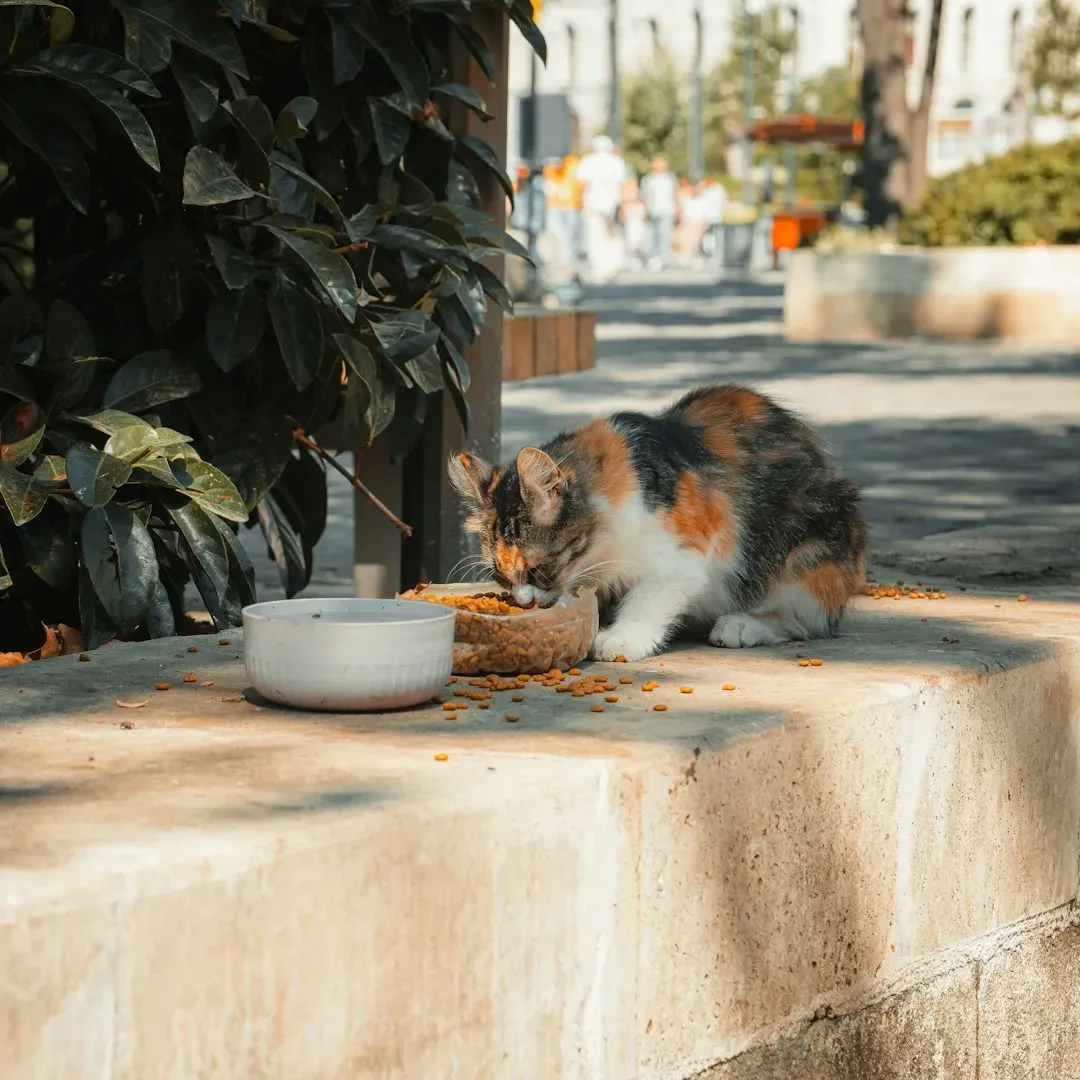 5. Upgrade Feeding and Water Stations Thoughtfully (Image Credits: Unsplash)