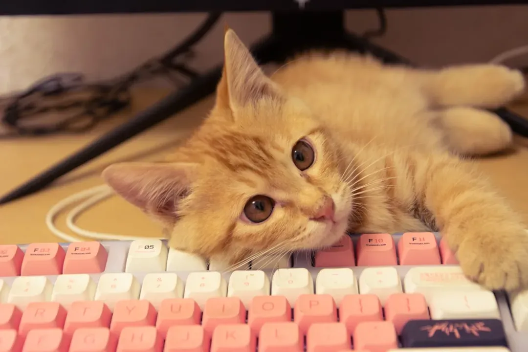 Your Cat Views the Keyboard as Surprisingly Fascinating Terrain (Image Credits: Unsplash)
