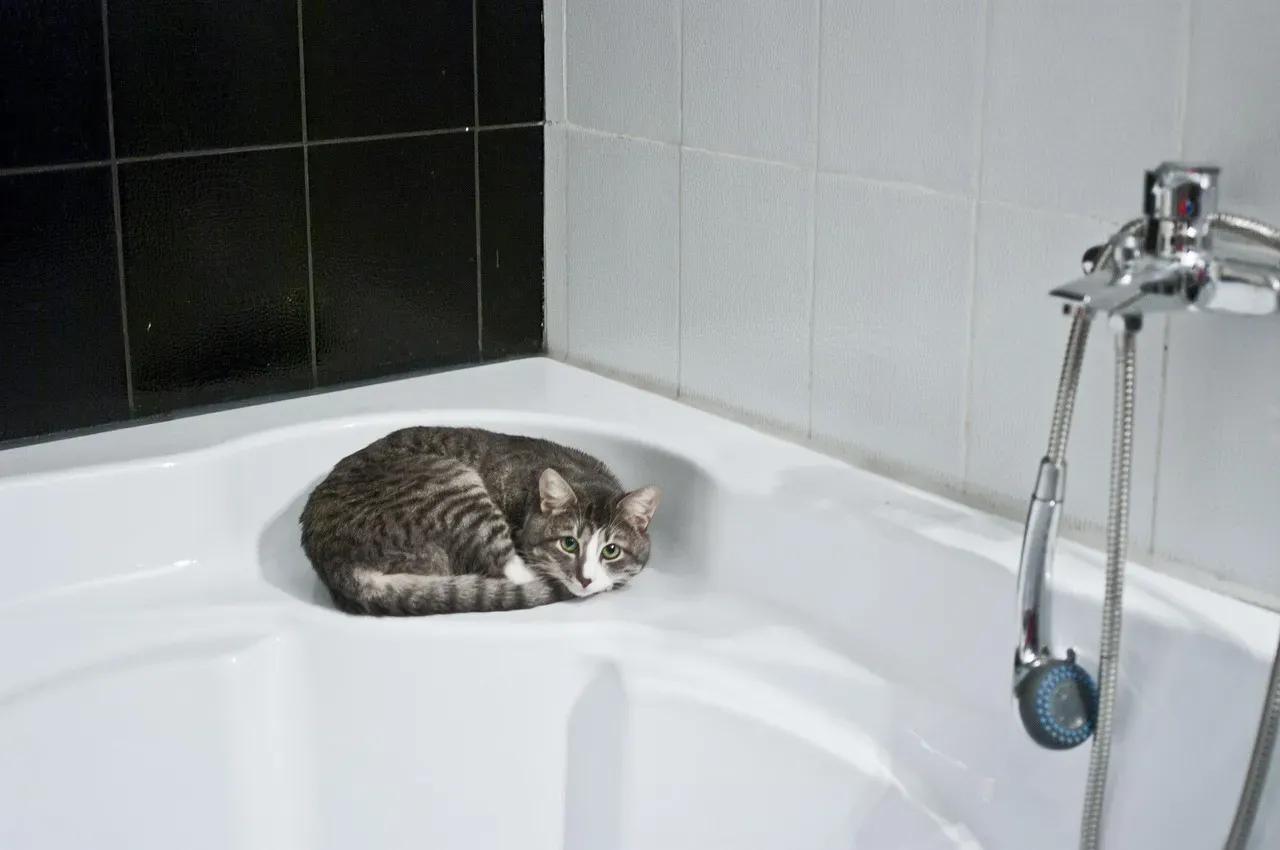 You’re Suddenly a Captive Audience (And Your Cat Knows It) (Image Credits: Pixabay)