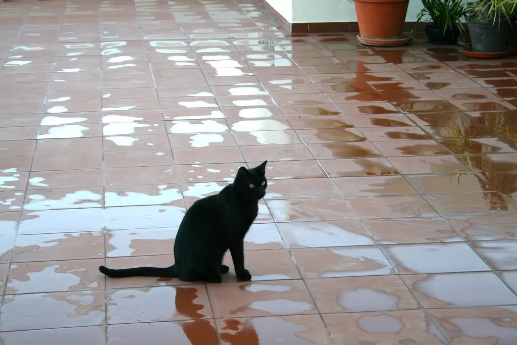 #1 Thigmotaxis: The Instinct to Stay in Contact With Surfaces (Chrismatos ♥90% OFF, sorry, Flickr, CC BY 2.0)