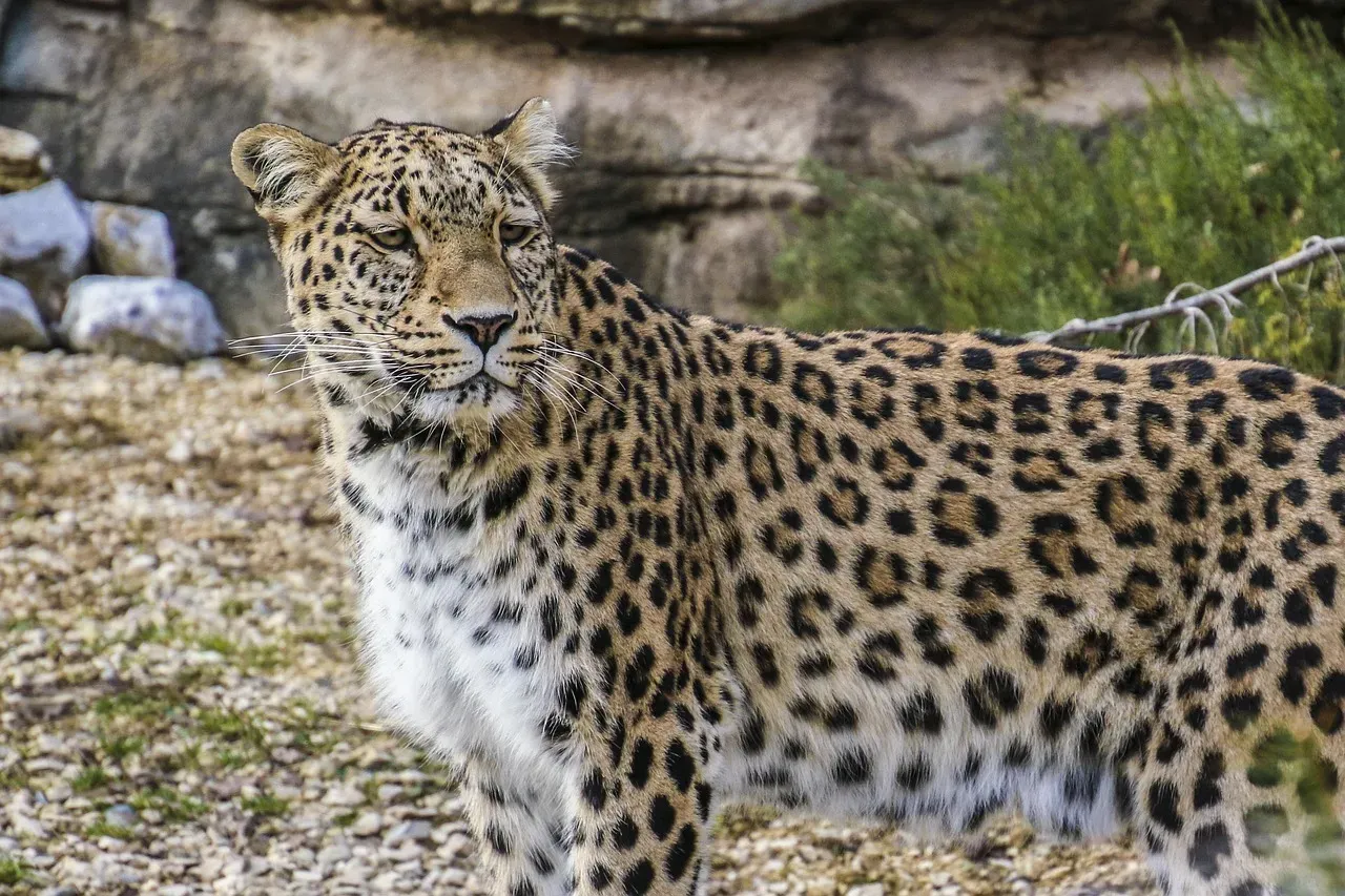 It's Actually The Same Subspecies As The Persian Leopard (Image Credits: Pixabay)