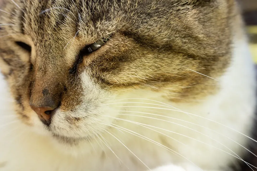 Why Your Cat Closing Their Eyes Around You Matters (Image Credits: Unsplash)