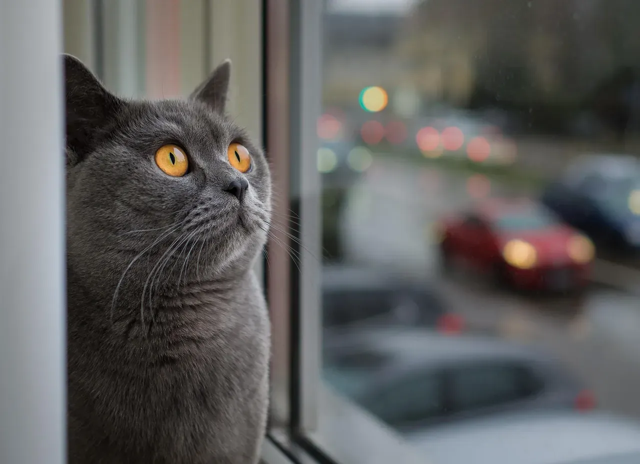 Your Cat Is Watching More Than You Think (Image Credits: Pixabay)