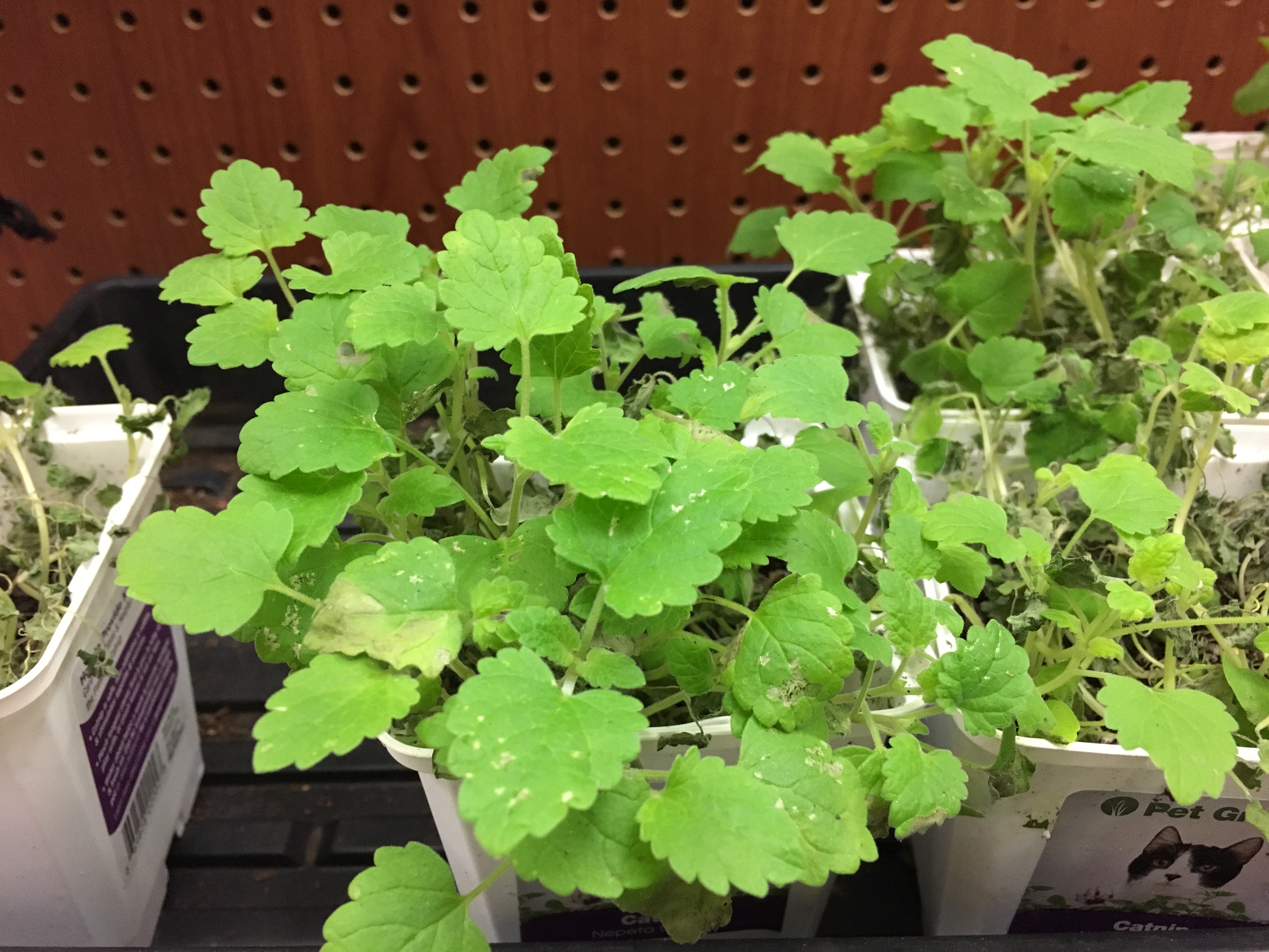 Natural Calming Herbs (Image Credits: Wikimedia)