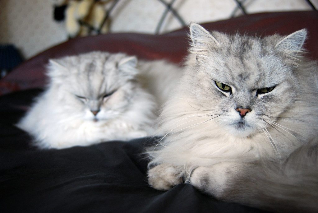 Their Breed Was Built for Lounging (Image Credits: Flickr)