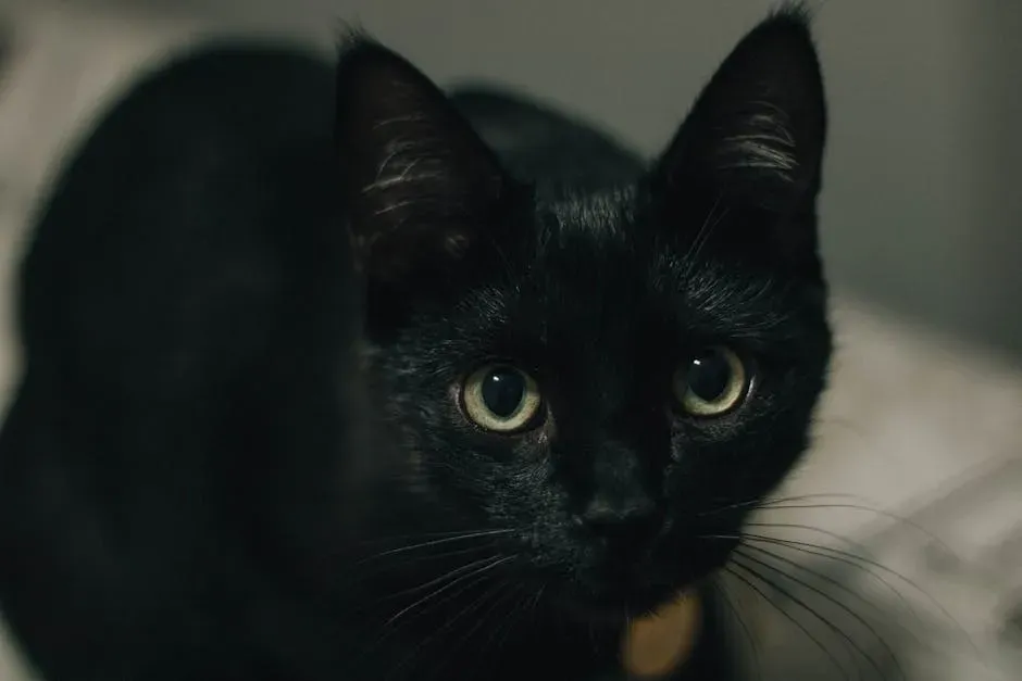 Tale #3: Black Cats Are Omens of Death (Image Credits: Pexels)