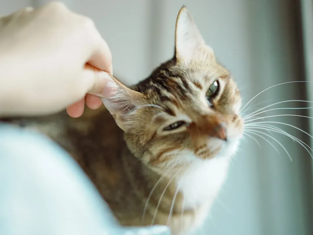 Supporting Your Cat's Emotional Wellness Through Grooming Awareness (Image Credits: Unsplash)