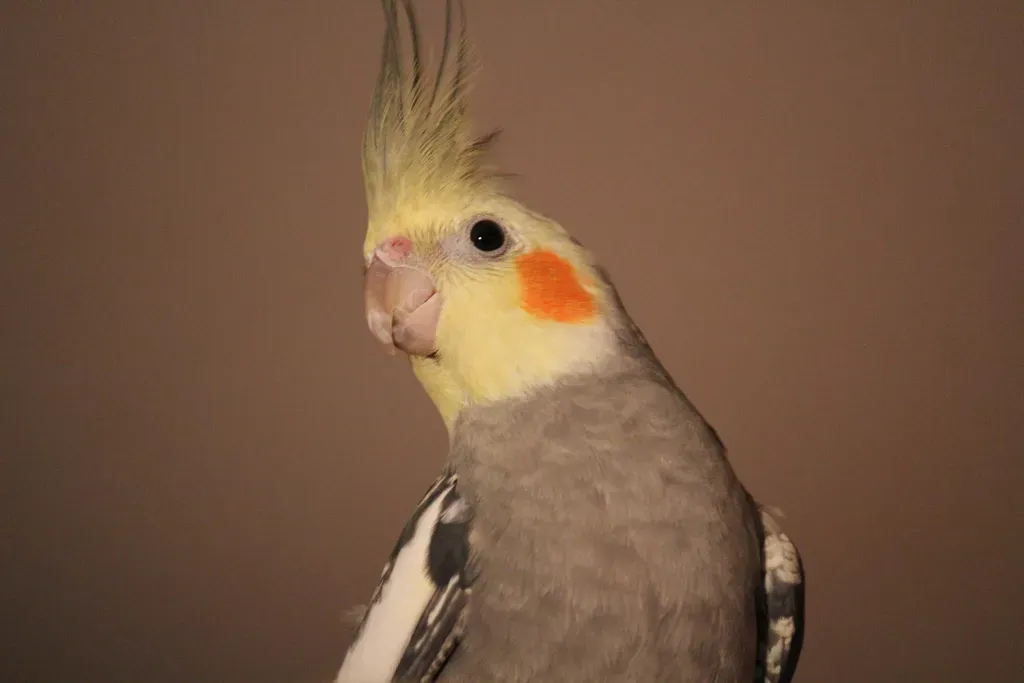 Conclusion: A Tiny Bird, A Big Bond (Loki

Uploaded by Snowmanradio, CC BY-SA 2.0)