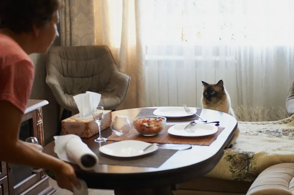 3. Your Mealtimes (And How to Guilt-Trip You) (Image Credits: Pexels)