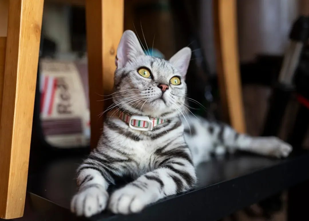 American Wirehair: The Self-Sufficient New Yorker (Image Credits: Unsplash)