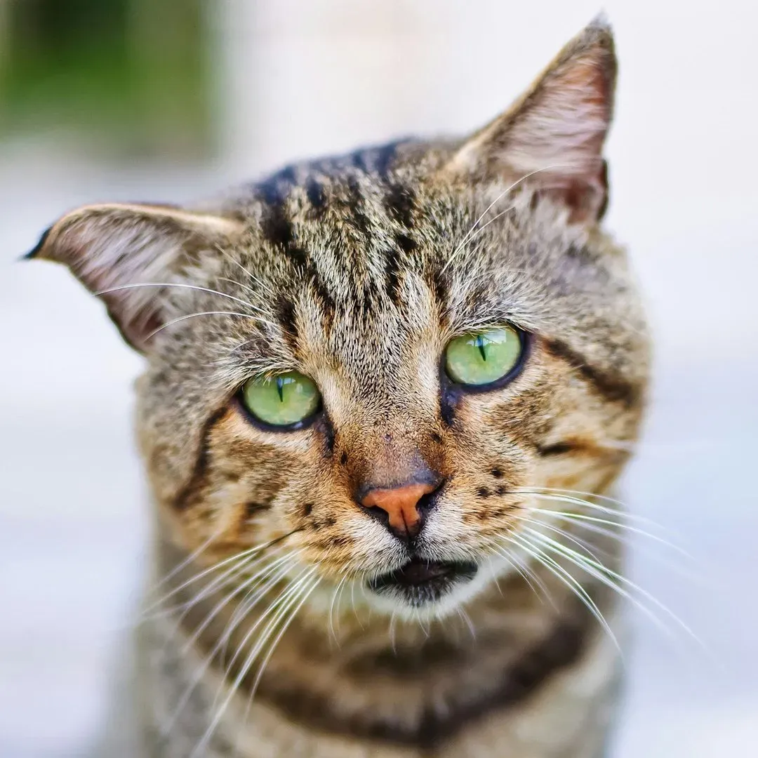 Can Cats Remember Grief? The Surprising Emotional Depth of Feline Memory (Image Credits: Unsplash)