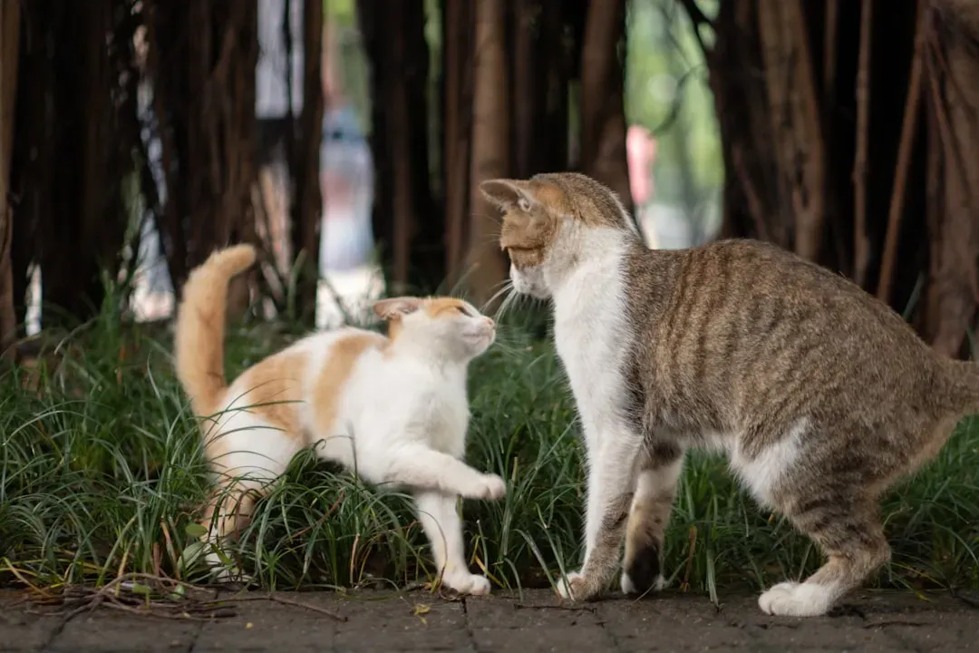 Social Memory: Cats Know Who You Are and Who Lives With Them (Image Credits: Unsplash)
