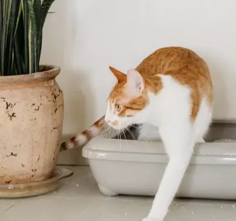 8. Having “Little Accidents” Outside the Litter Box (Image Credits: Pexels)