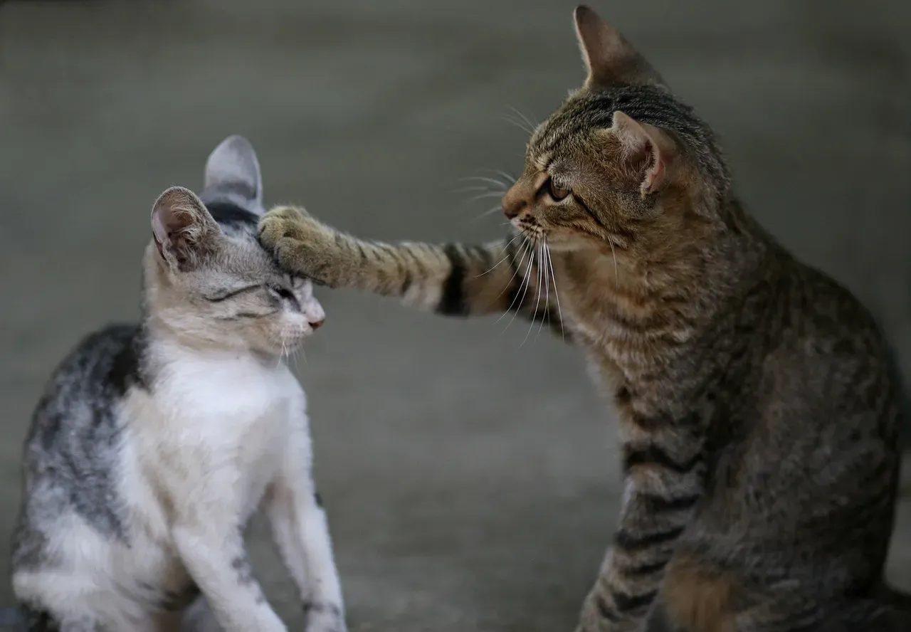 #8 Neglecting play and enrichment (Image Credits: Pixabay)