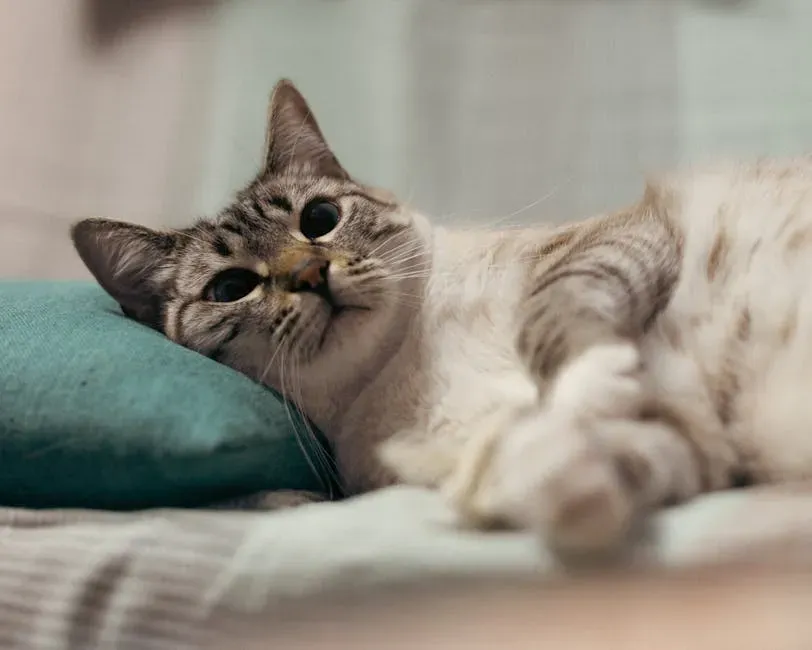 They Display Soft, Relaxed Body Language Throughout the Day (Image Credits: Pexels)