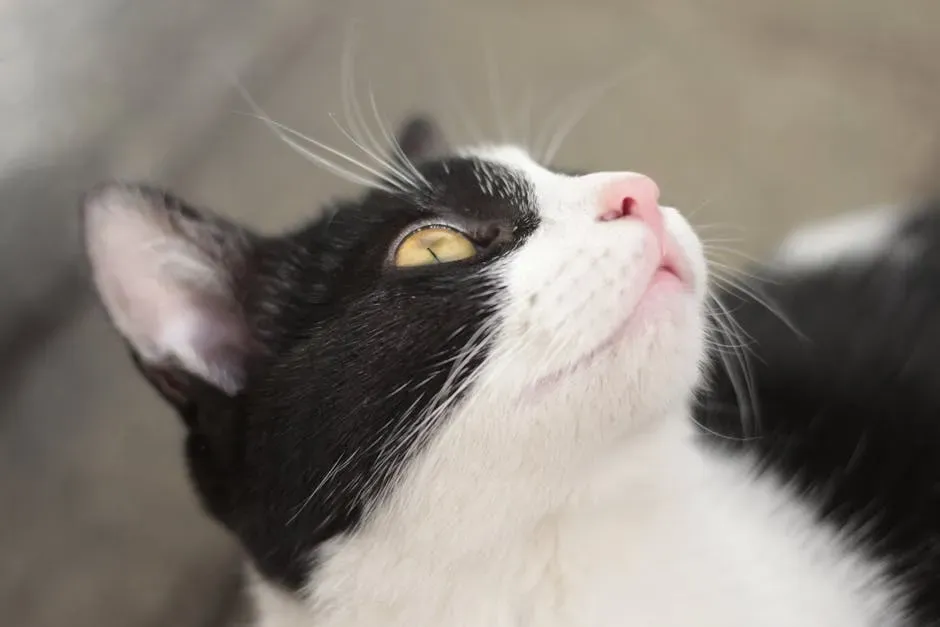 How Your Cat Actually Makes That Sound (Image Credits: Pexels)