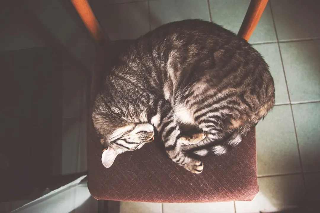 What Your Cat's Sleeping Position Is Actually Telling You (Image Credits: Unsplash)