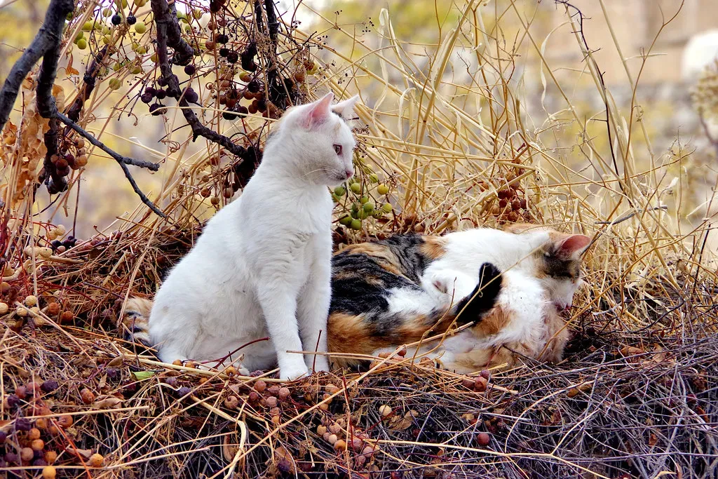 The Wild Ancestry Theory: Nest-Building in Your Living Room (Image Credits: Flickr)