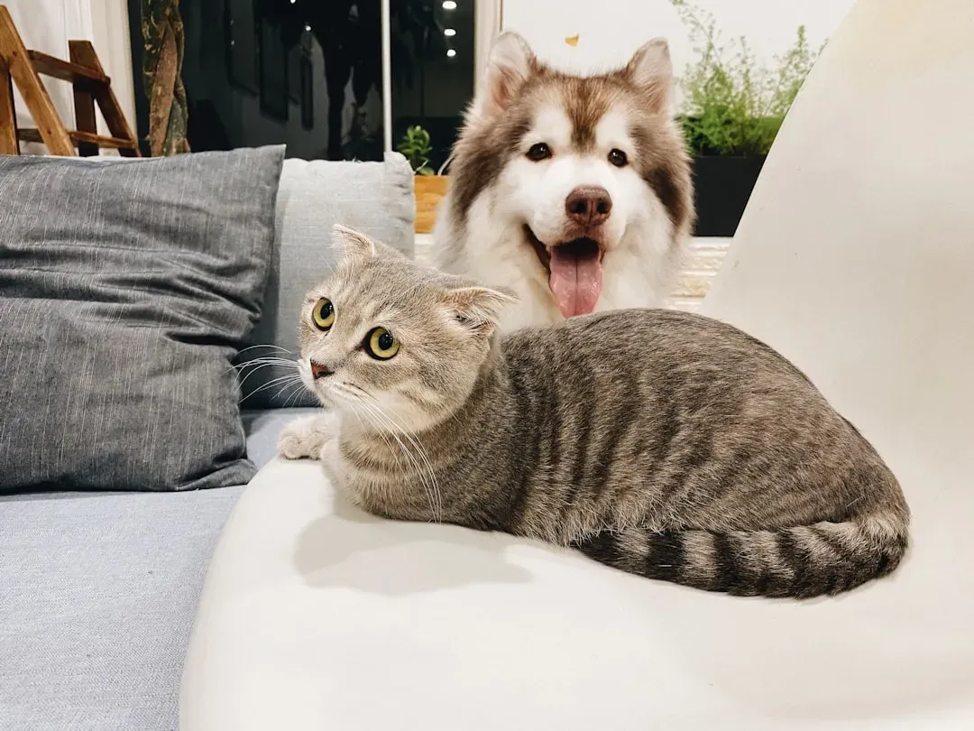 Training Your Dog to Respect the Cat (Image Credits: Unsplash)