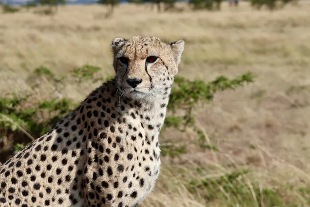 There Aren't Enough of Them Left (Image Credits: Unsplash)