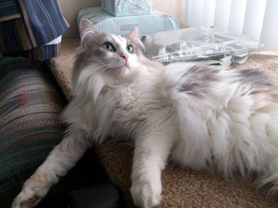 Raggamuffin: The Ragdoll's Close Cousin with Extra Personality (Image Credits: Flickr)