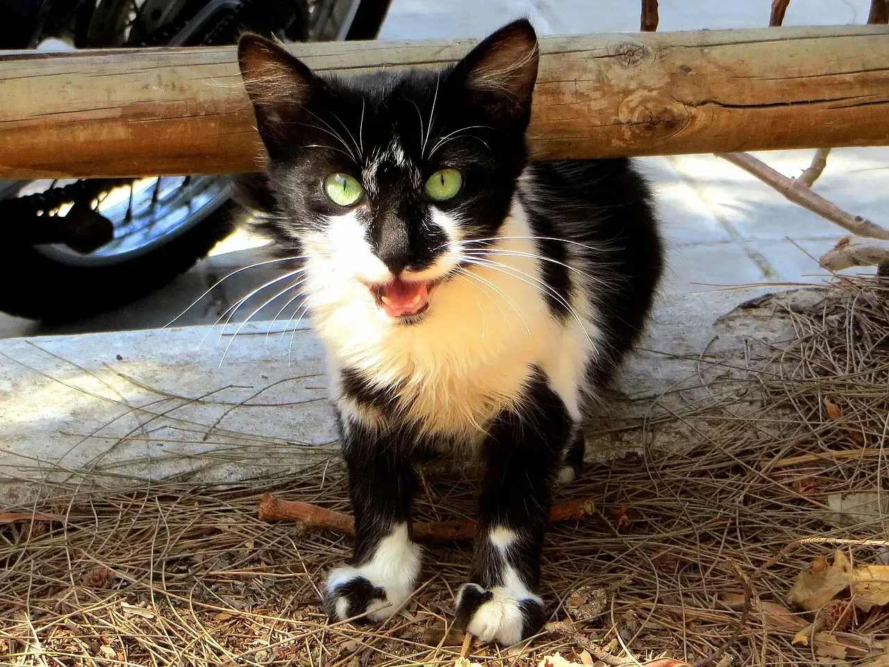 Why Socks? The Irresistible Appeal (Image Credits: Pixabay)