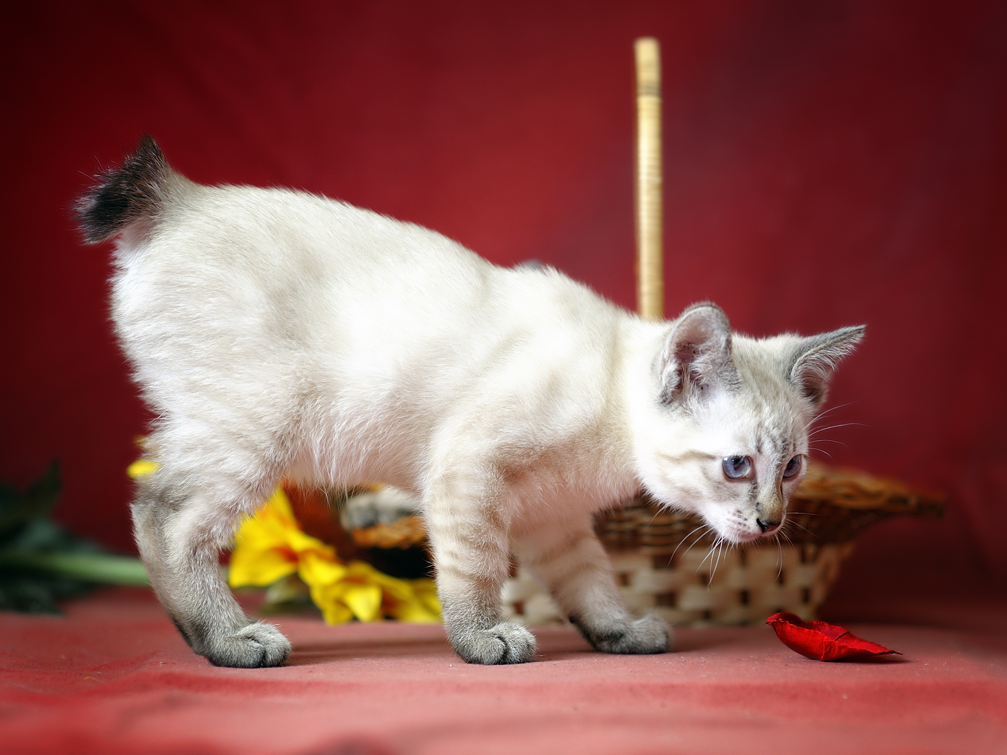 Japanese Bobtail Cats (Image Credits: Wikimedia)