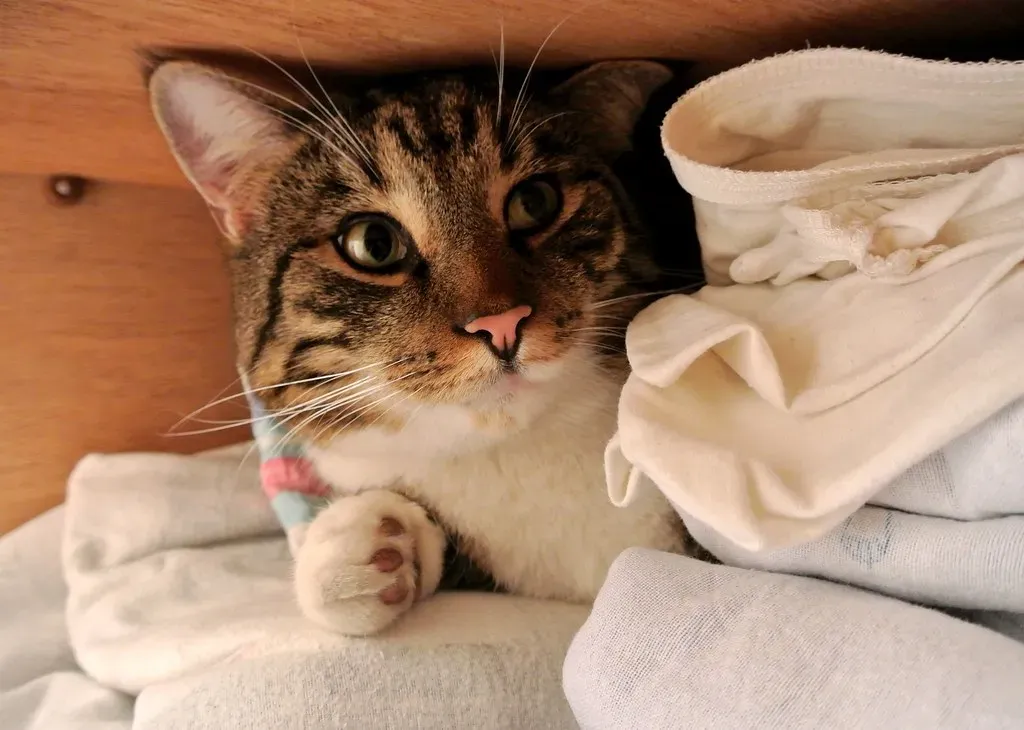 Closets and Cupboards (Image Credits: Flickr)