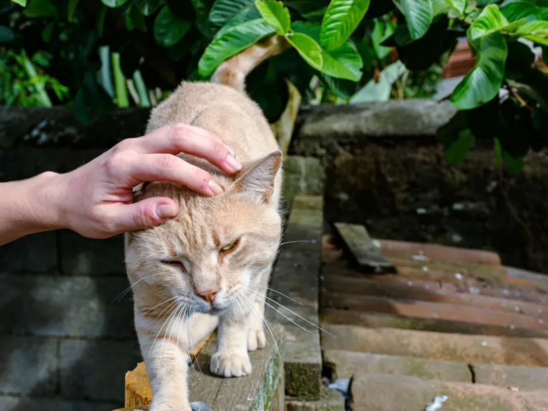 Myth 2: Cats Are Naturally Aloof and Don't Need Your Attention (Image Credits: Unsplash)