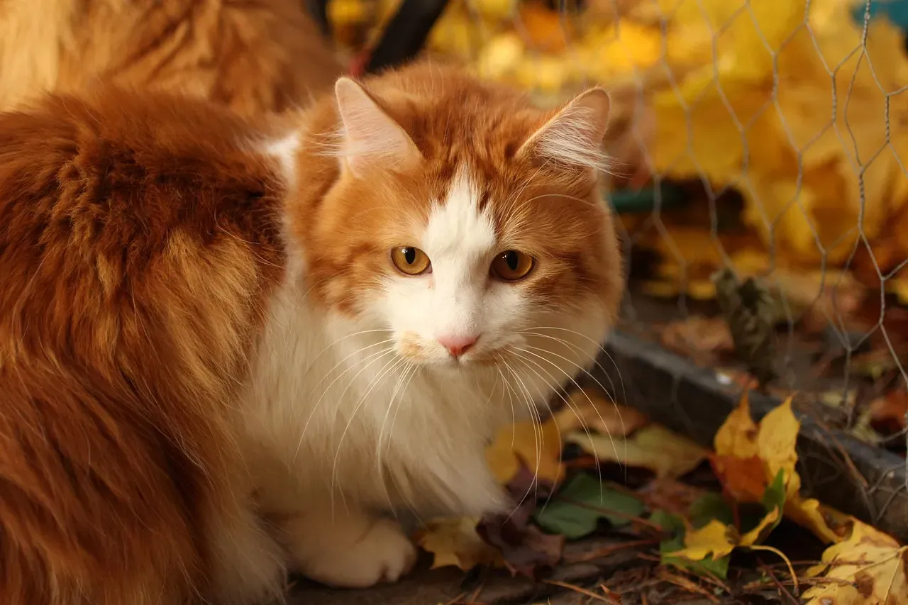 #11 - American Bobtail: The Family Guard Cat (Image Credits: Pixabay)