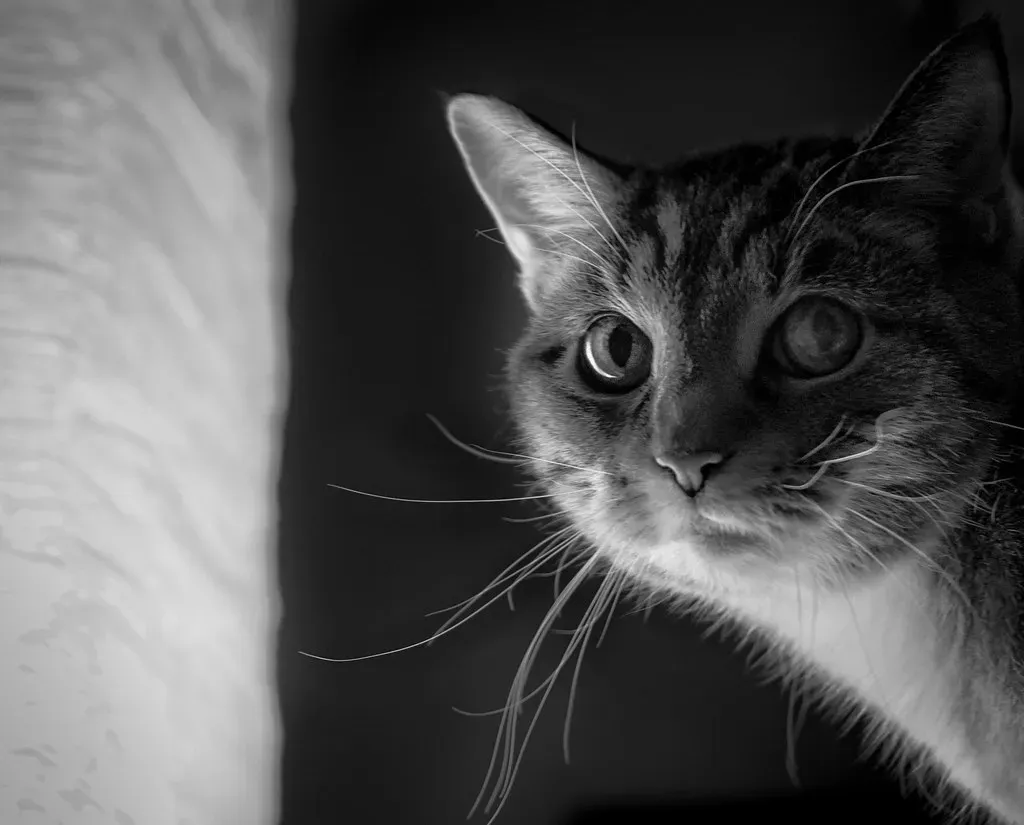 Final Thoughts (miche11, Flickr, CC BY 2.0)