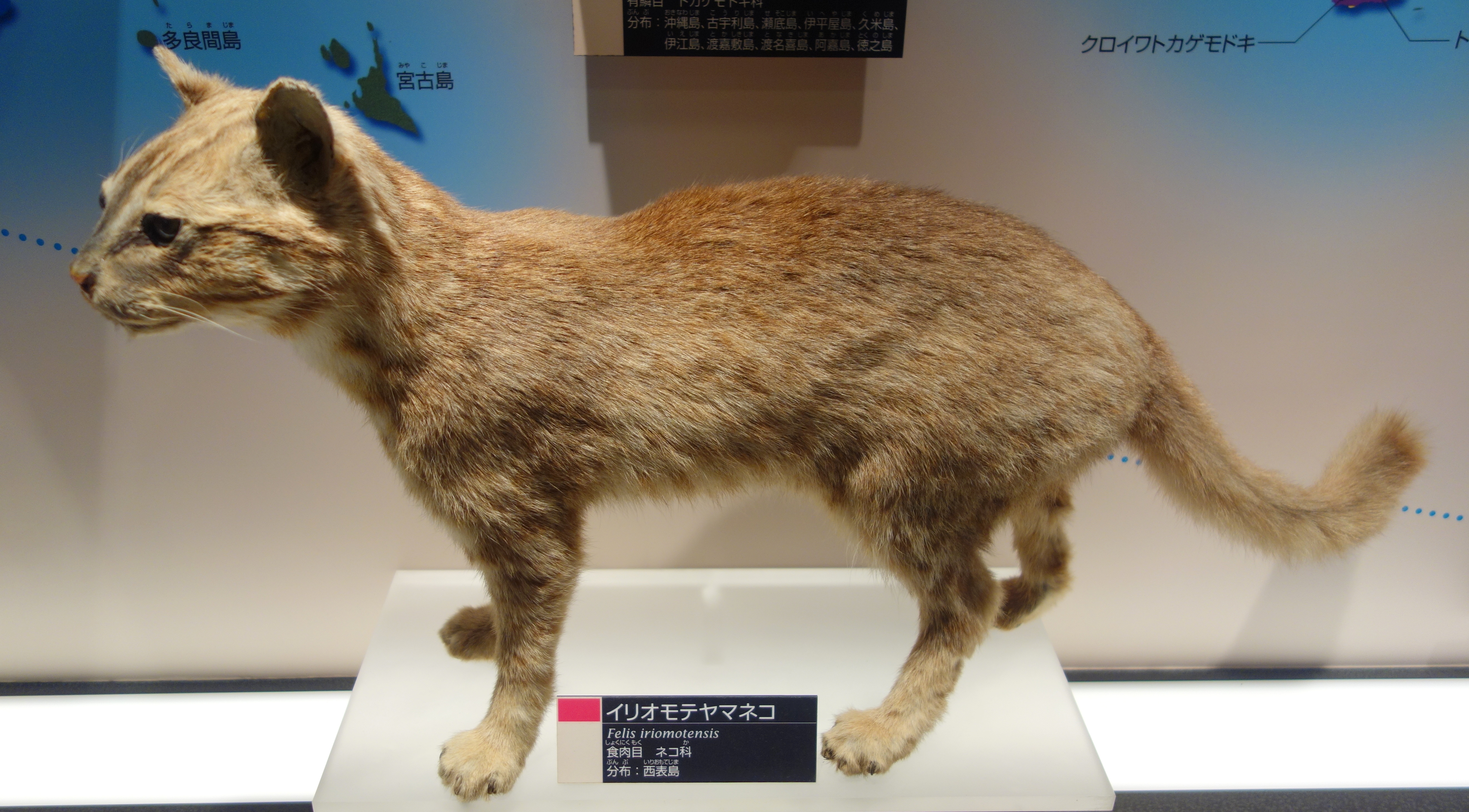 The Iriomote Cat: Japan's Living Treasure (Image Credits: Wikimedia)