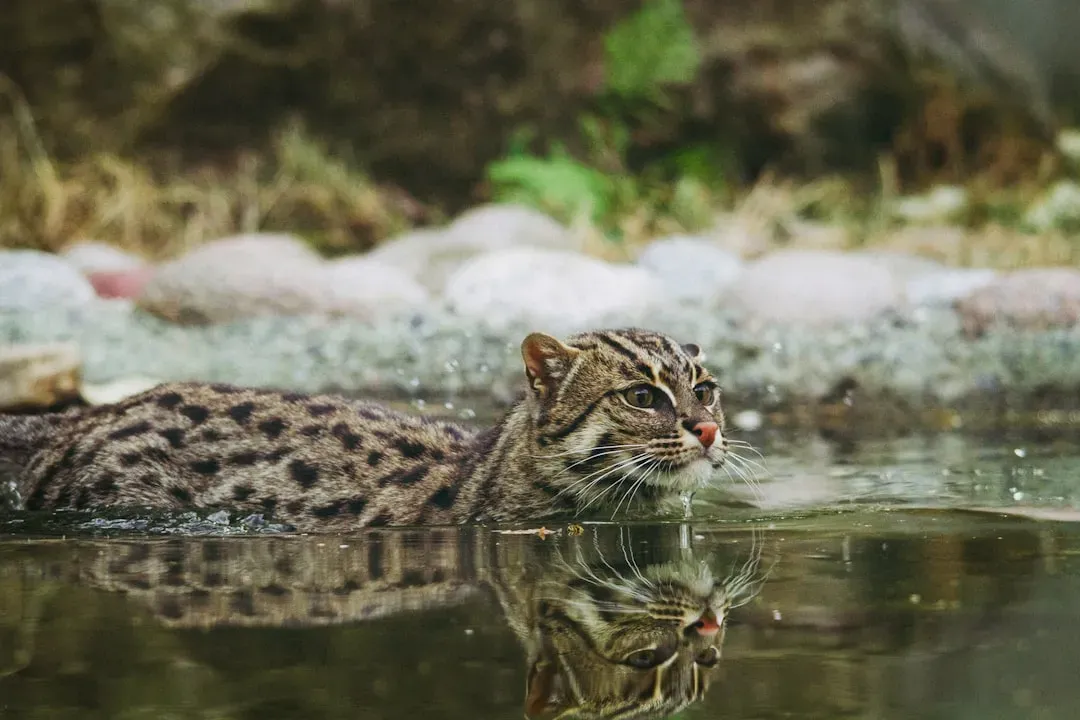 2. Fishing Cat: The Feline That Treats Water Like a Hunting Ground (Image Credits: Unsplash)