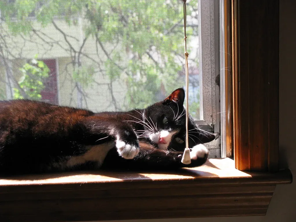 The Sunny Windowsill: A Need for Warmth and Mental Stimulation (jayhay312, Flickr, CC BY 2.0)