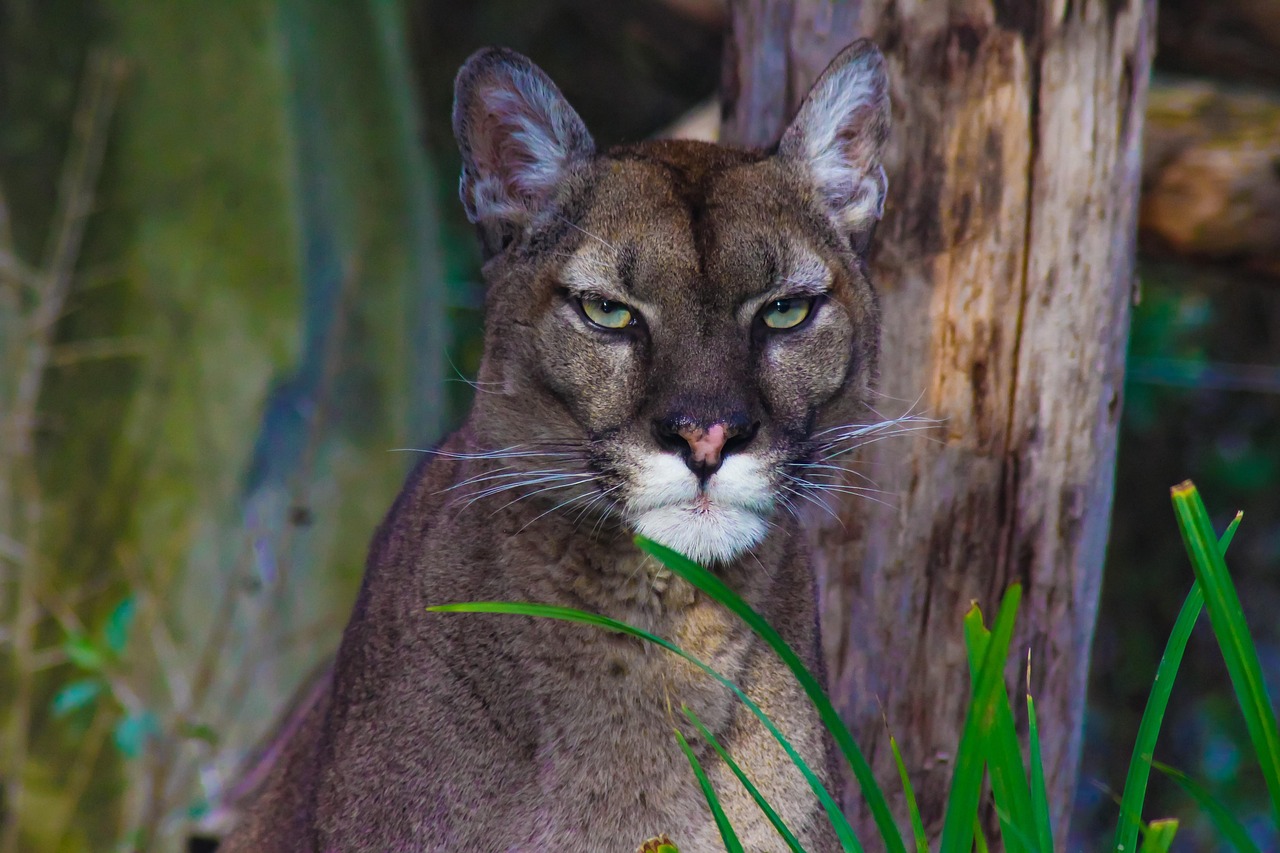 Make Yourself Appear Large and Intimidating (Image Credits: Pixabay)