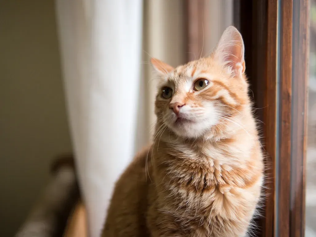 When Your Cat Looks Away After Blinking (Image Credits: Flickr)