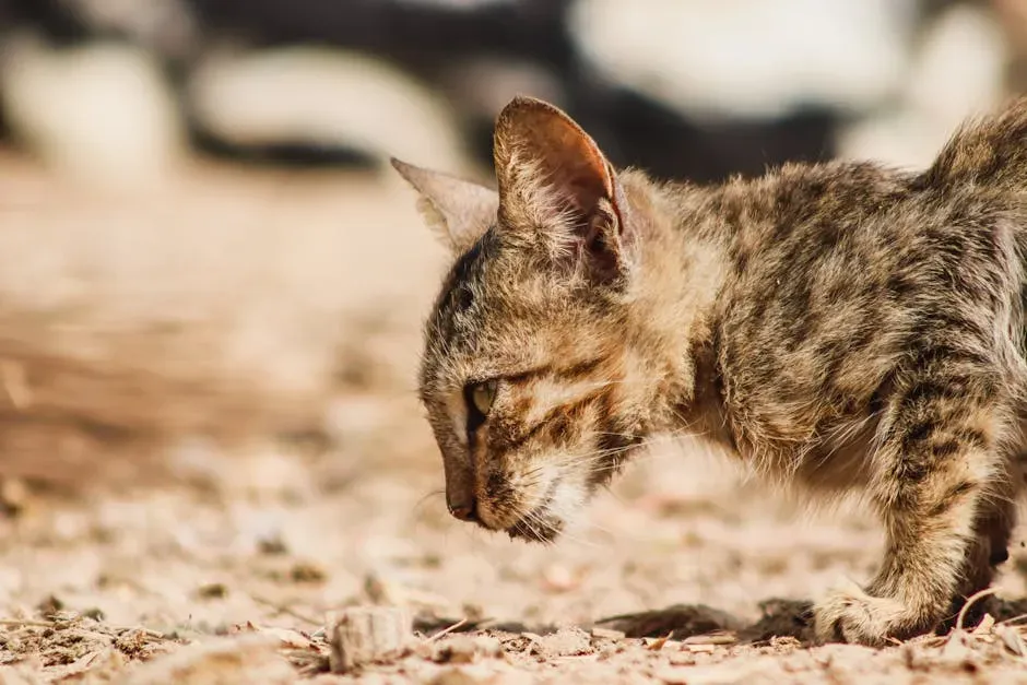 Scent Trails and Invisible Chemical Messages (Image Credits: Pexels)