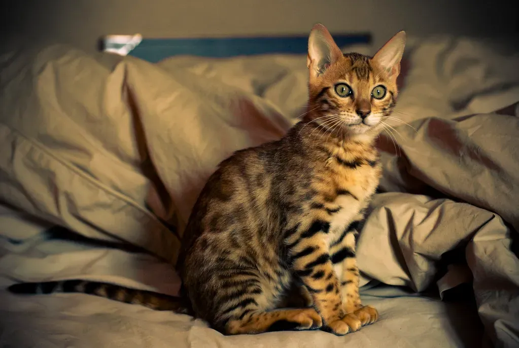 Bengal Cats (Image Credits: Flickr)