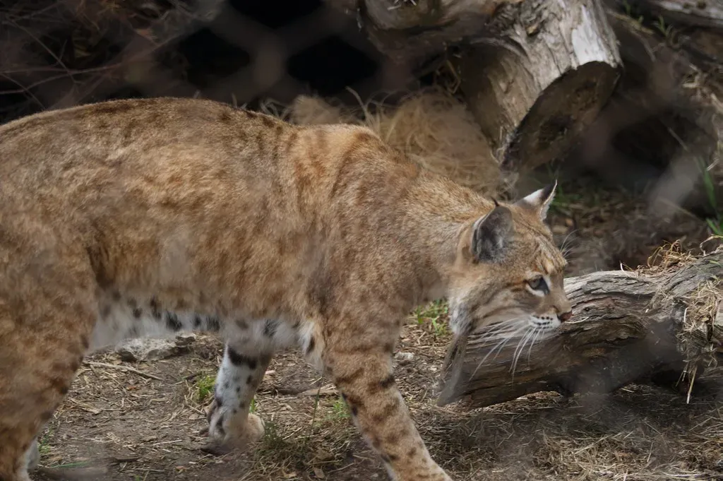 The Art of the Hunt: Feeding and Prey (Image Credits: Flickr)