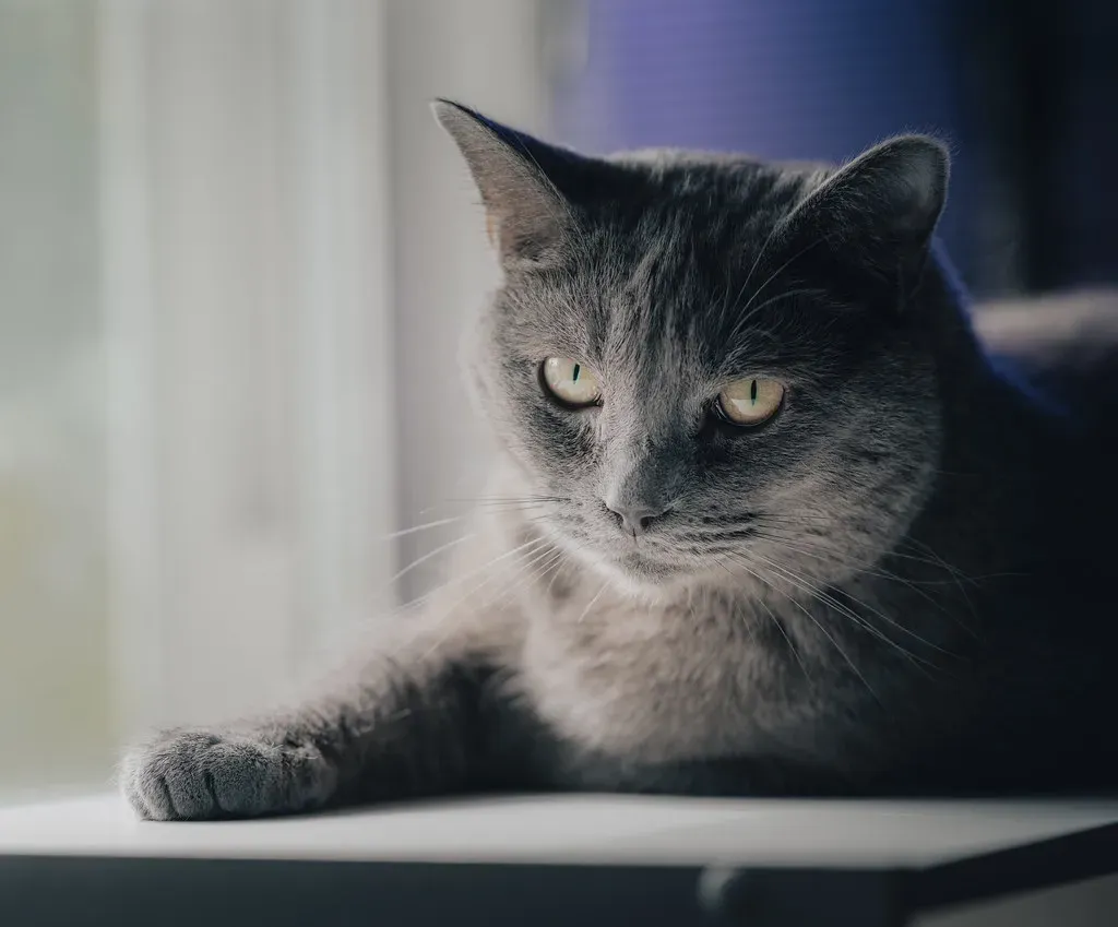 3. Russian Blue (Image Credits: Flickr)