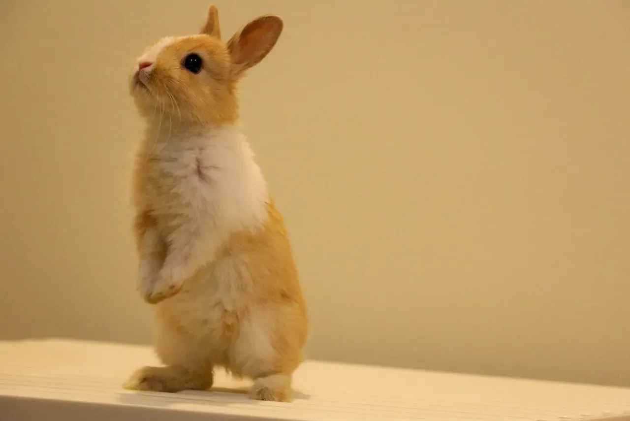 It's Not Just Cats Who Can Do This (Image Credits: Pixabay)