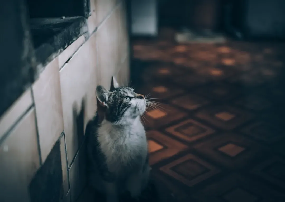 Your Indoor Cat's Nighttime World Is More Active Than You Think (Image Credits: Unsplash)